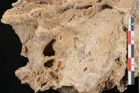 Foto (Detailansicht) von Fagus silvatica L. (NHMW-GEO-2024-0188-11364)